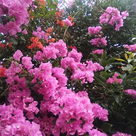 Mar De Flores Vega de San Mateo Exterior photo